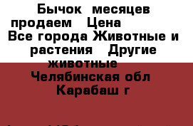 Бычок 6месяцев продаем › Цена ­ 20 000 - Все города Животные и растения » Другие животные   . Челябинская обл.,Карабаш г.